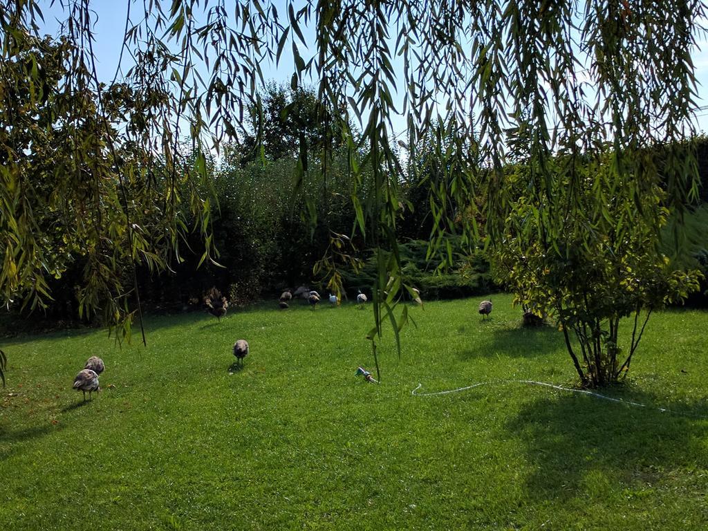 Отель Casa Cu Pauni Maracineni Экстерьер фото