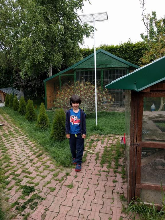 Отель Casa Cu Pauni Maracineni Экстерьер фото