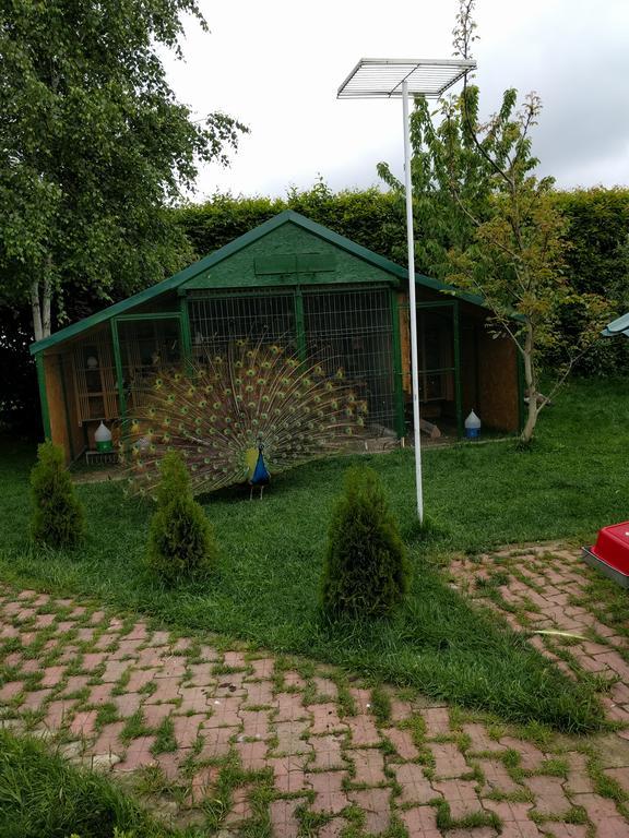 Отель Casa Cu Pauni Maracineni Экстерьер фото