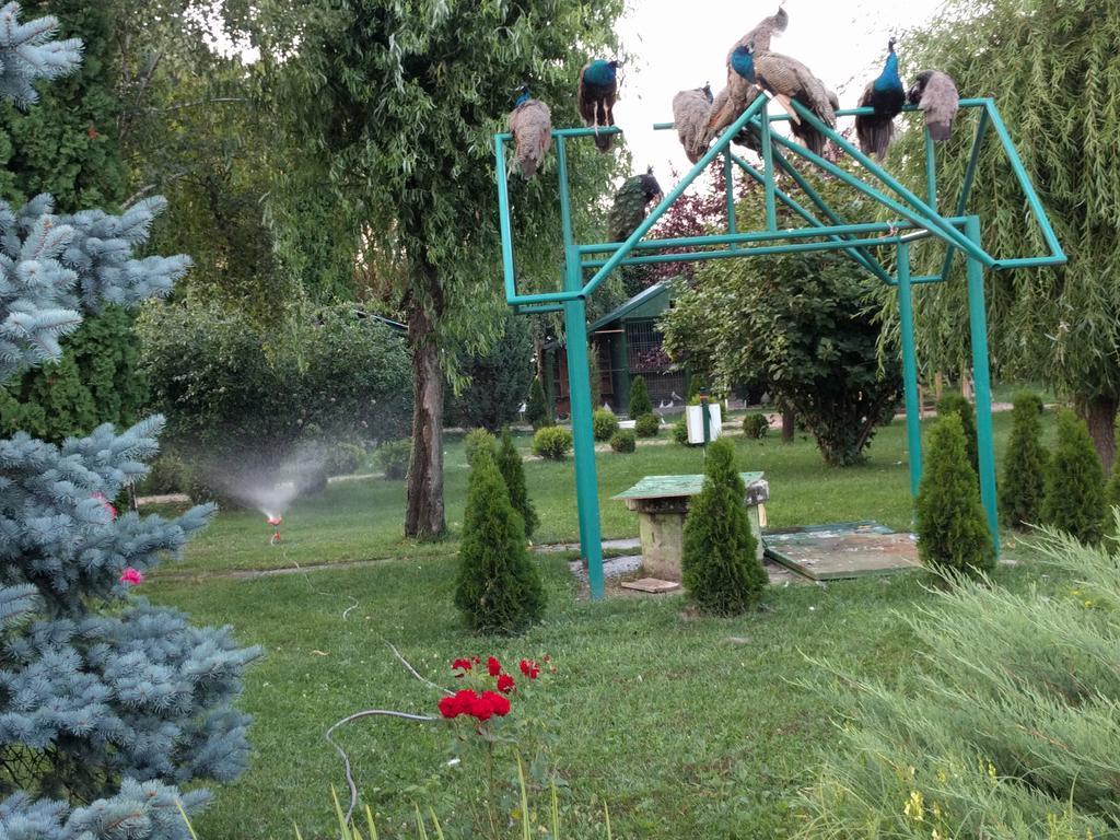 Отель Casa Cu Pauni Maracineni Экстерьер фото